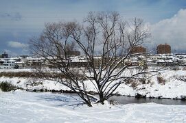 2012冬、6年ぶりの大雪、天白川の雪景色(1/2)：クロガネモチ、サルスベリ、雪ダルマ