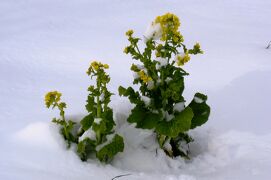 2012冬、6年ぶりの大雪、天白川の雪景色(2/2)：山茶花、菜の花、土鳩、カラス