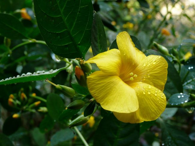 ＴＶで黄花亜麻が咲いていると知り、まだ見たことがなかったので行って来ました。<br />「黄花亜麻」はインド北部から中国にかけての山地を原産とするアマ科の低木で岩肌から無数の枝を伸ばしその先端に小さな黄色の花を咲かせる。<br />モラエスが植えた「黄花亜麻」が徳島市寺町地区の大滝山の麓「滝のやき餅」で有名な「和田乃屋」さんの庭園一帯に咲く。<br />モラエスは神戸でポルトガルの総領事となった文人で徳島出身の芸者おヨネと一緒に暮らし、おヨネの死後徳島に移り住んだそうで、そのモラエスさんが植えたためモラエスの「黄花亜麻」と呼ばれている。<br />またこの和田乃屋さんは映画にもなったさだまさしの小説「眉山」に登場しさだまさしさんが同店を訪れた写真なども飾ってあった。<br />同店のやき餅と抹茶をいただき、上勝町の名産の発酵茶「阿波晩茶」もいただいて、初めて見るこの黄花亜麻を楽しみ、付近一帯を散策して後、昼食に日本中にその名を轟かすご当地グルメ「徳島ラーメン」を近くの「いのたに」でいただく。濃厚なのに後味よいスープがとても美味しかった。<br />せっかく徳島まできたので卯建の町並みが美しい「脇町」まで足を伸ばして歴史ある町並みを散策して徳島の旅を締めくくった。<br />