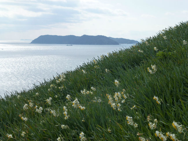 3年トラフグを食べようと淡路島洲本温泉に向かいました。淡路島に行くのだから、今の季節水仙も見ごろとかで先に灘黒岩水仙郷に立ち寄りました。水仙を鑑賞した後洲本のホテルに到着した時間がチェックイン前だったので、洲本城に行ってみました。<br />翌日は夢舞台の奇跡の星の植物園で蘭展をやっているとのことで立ち寄ってみました。