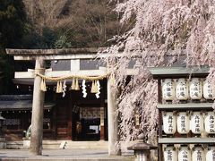 京都 花見