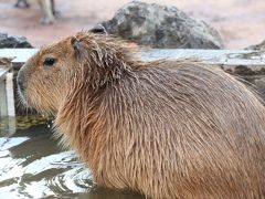 一眼レフで動物撮影に再びチャレンジ！───埼玉こども動物自然公園へ（前編）猛獣はいないけど、いろんなチビちゃんが見られた@