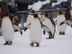 かわいいペンギンのお散歩…旭山動物園にて