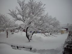 ドカ雪と桜の木