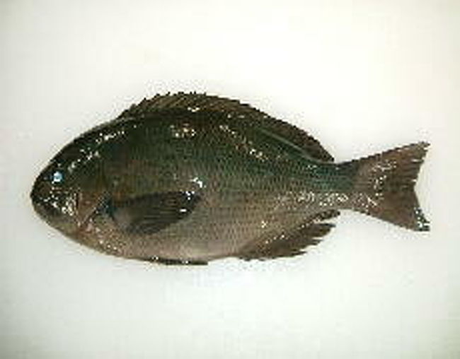 中国でこの時期に 冬場に こんな活きの良い魚がありました 刺身ですね 福州 中国 の旅行記 ブログ By Do Moさん フォートラベル 中国でこの時期に 冬場に こんな活きの良い魚がありました 刺身ですね 福州 中国 の旅行記 ブログ By Do Moさん フォートラベル