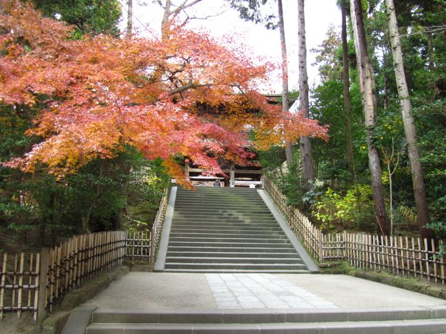 ちょっと、時期はずれになってしまった旅行記ですが、<br /><br />12月25日　ちょうどクリスマスの時ですが、<br /><br />鎌倉の円覚寺に行ってきました。<br /><br /><br />この頃は、まだ暖かな日が多かったので、紅葉がまだ見れました。<br /><br /><br />人気の鎌倉の紅葉。<br /><br />１２月の末、まだまだステキな景色です。