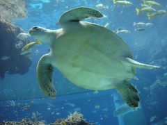 冬の沖縄旅行　1/4　美ら海水族館編　20120109-13