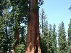 Sequoia & Kings Canyon National Parks (2002年夏の旅行記)
