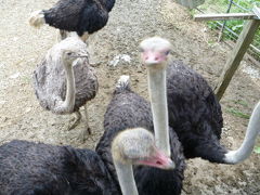 今年2度目の沖縄へ②