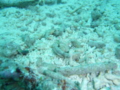 今年2度目の沖縄へ④