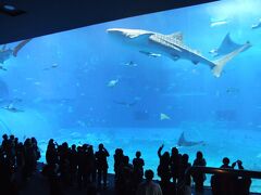 沖縄美ら海水族館へ、そして再びひめゆりの塔へ！