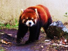 真冬のレッサーパンダ紀行【５】　三島市立公園 楽寿園　ご長寿パンダ　涼君一人でがんばる！！