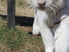 近くで動物と会える！伊豆アニマルキングダム