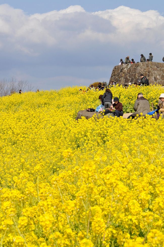 NHK-TVの”ゆうどきネットワーク”の時間で、神奈川県二宮町の”菜の花と富士山”の写真紹介があり、行ってきました。<br />さて富士山は---!