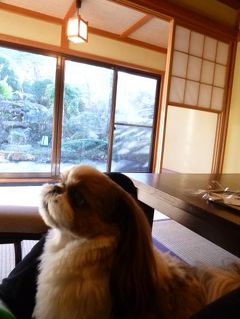 冬の修善寺温泉：愛犬と優雅に過ごす旅♪　Ｖｏｌ８（第１日目：夕）　☆修善寺旅館「絆」離れの特別室「藤波の間」で宿泊：大浴場温泉とお部屋の露天風呂を楽しむ♪