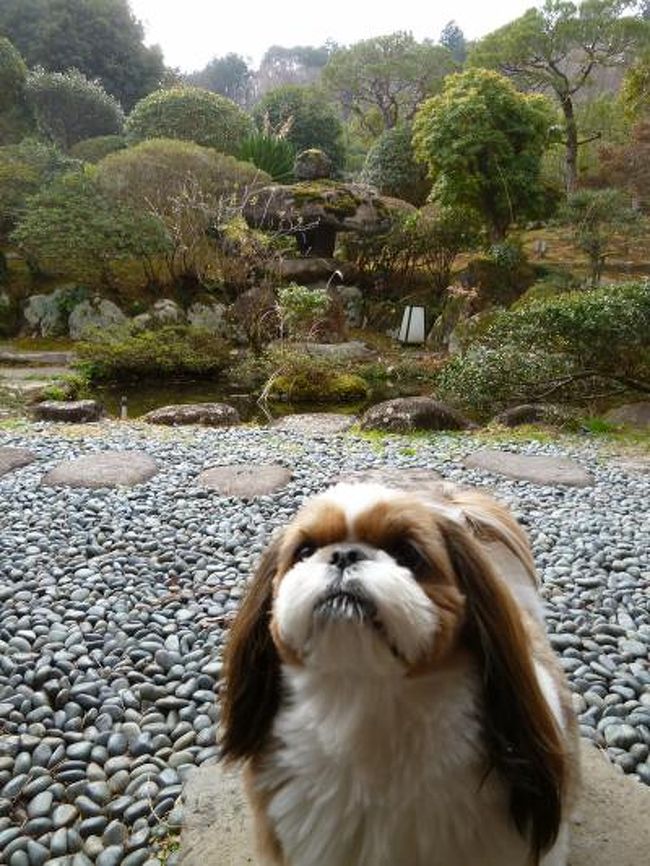 冬の修善寺温泉：愛犬と優雅に過ごす旅♪　Ｖｏｌ１１（第２日目：午前）　☆さようなら！修善寺旅館「絆」♪　東京へ帰る途中に「いちごの里」でショッピング♪