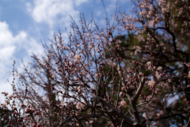 旅行２日目。今日は、東京で梅を愛でたい。<br />ツイッターでは、梅が咲いてないけど梅まつりをしているという情報が入りましたが、どこか咲いているに違いないということで、Web検索してみると、湯島天神とか皇居東御苑とかで梅をみることができるそうな。<br /><br />梅の前に、この正月は病気療養のため初詣でに行っていないので、浅草寺に初詣でに行ってきました。<br /><br />旅は、浅草寺から<br /><br />写真は東御苑の梅<br />