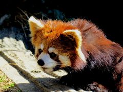 真冬のレッサーパンダ紀行【６】　日本平動物園　こんにちはシーちゃん＆ミウちゃん　そして、ホッキョクグマ　バニラちゃんお誕生日おめでとう！！