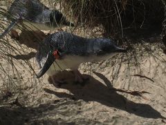 メルボルン４日目～メルボルン動物園～