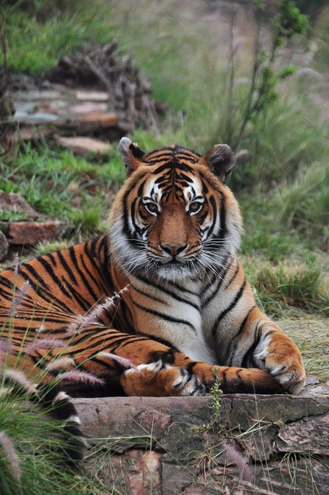 南ア便りVol.4～プレトリア動物園のベンガルタイガーとの出会い