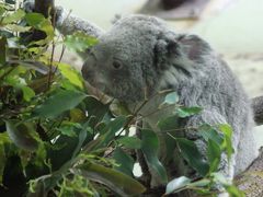 一眼レフを持って多摩動物公園にチャレンジ！───（4）オーストラリアの動物からワシやシロフクロウやマレーバクまで