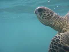 【ハワイ】ハワイ島＆オアフ島　大自然満喫の旅　～4日目～　