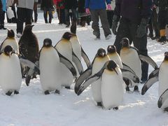 旭山動物園のペンギンたちは可愛すぎ