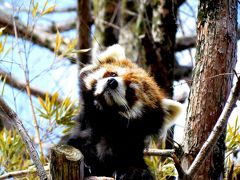 真冬のレッサーパンダ紀行【７】　京都市動物園　蹴上駅アニマル駅長選挙 古都ちゃんに清き一票！！