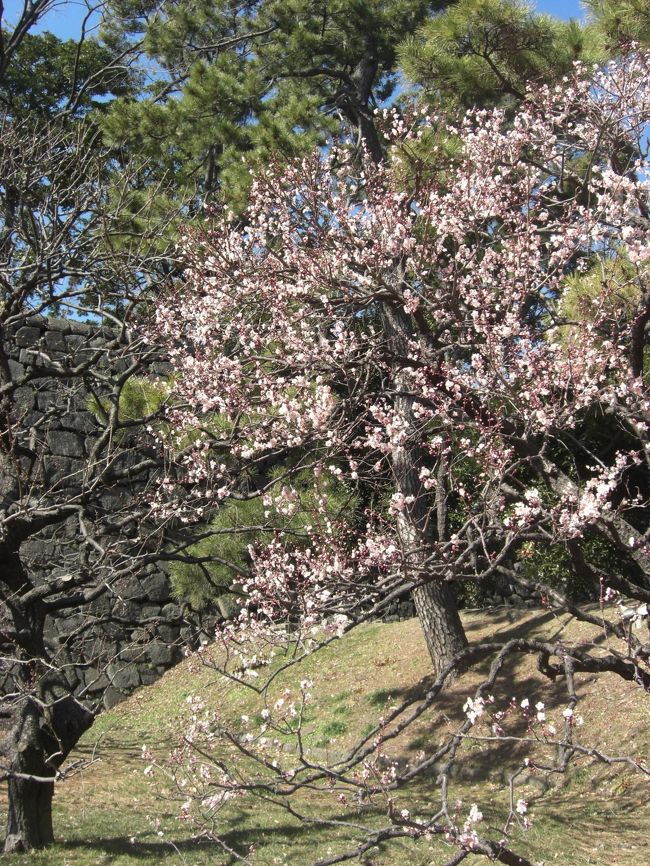元江戸城の皇居東御苑は梅の名所でもあるらしい。桜の時期に心のリハビリに再訪問