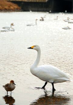 Japan　やっと会えたヽ(^o^)丿越辺（おっぺ）川の白鳥♪♪