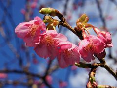 ２０１２年　まだまだの河津桜と稲取のつるし雛