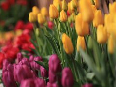 香りいっぱい花の競演　「花の回廊 早春の草花展」　～京都府立植物園～