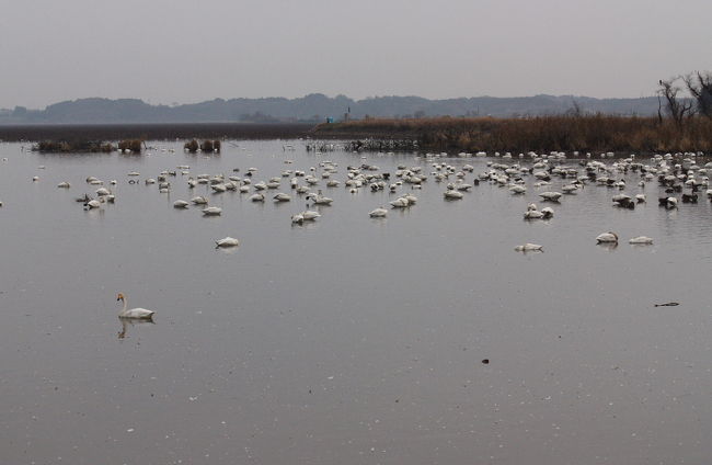 伊豆沼西端の萩沢向柳地区に移動し、湖面の白鳥などのバードウォッチングを楽しみました。<br /><br />伊豆沼は夕方のガンの塒入と、朝方の餌場へのガンの一斉飛立ちが見事なのですが、今回は時間がないので岸辺からバードウォッチングしただけで帰宅しました。<br /><br />表紙写真は、白鳥の群れる伊豆沼の風景です。<br /><br />※ 2016.09.06 位置情報登録