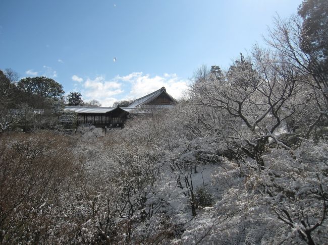 枯葉クンのコンサートを聴きに京都に行きました。<br />前の週に雪の予報が出ていたので雪の京都を満喫しようと色々画策していました。<br />前日は雪。<br />でも少し前から体調がイマイチだったし、天気が良くなったので当日は雪が残ってないだろうと思いコンサートメインのゆっくりスケジュールに変更。<br />それでも京都駅に降り立った時、まだ雪が降っていたので思わず構内に逆戻り。<br />誰もが走る&quot;雪の金閣寺&quot;に心が響かなかったのは矢張り体調の悪さかな～何度か訪れ馴染み深い東福寺に行くことに・・・・・。