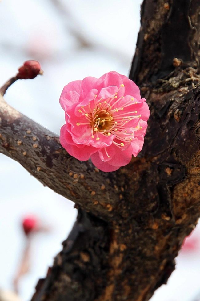 ■広島海田湾沿いの公園でやっと梅の花が咲きました。<br /><br />・平成ヶ浜中央公園〜広島県安芸郡坂町平成が浜（埋立地）<br />・坂町横浜公園〜広島県安芸郡坂町鯛尾<br /><br />【手記】<br />　今年はなかなか梅の花が咲かないですねー。そろそろ桜の季節になっていっしょに開花ってことになってしまいますよー。なんかおかしい。<br />　おかしいと言えば、わたくし前の日についに（歳だから）エネルギーがエンプティー状態になりました。この日は急遽、保養を兼ねて午前中を少しだけ割いてリラックスタイムとしました。となると、ん？梅の花を拝みにでも行って充電してきますかあー。<br />　と言うことで、通勤道路をちょっとだけ遠回りして小一時間ほど「梅のお花観賞」をしてきました。この日も深夜までお勤め。まだまだ休み無しの楽しい日（＾＾；）が続いております。ウッシ！<br />　コメント作成時間が取れなくて、昨年と同じようなブログになっています。