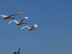 ２０１２　川島町の白鳥たち　今年も元気な姿を見せてくれましたー２
