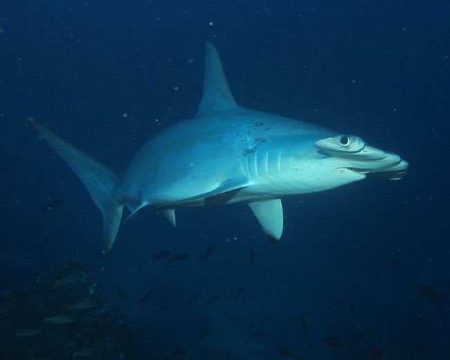 2009年のガラパゴスに続き 同じ海域の秘境 ココ島へ行ってきました。関空出発してから 40時間以上 ようやくコスタリカの首都サンノゼ到着。翌日プンタナレスまでバスで2時間 そしてアグレッサー乗船です 往復で6日間ほど掛かる長旅+ココまで往復70時間の船旅 果てしなく遠いココ島。<br /><br />しかーし今回の海はほぼ小潮!最終日のみ中潮(新月)と潮回りが「悪く」さすがのココ島も中潮or大潮を狙わないと ハンマーリバーは拝めないようです~涙<br /><br />アグレッサーの船自体は古くなってきていますが居心地は上々。料理は日本の「ごはん」こそないもののイタリアン・フレンチそして地元食とおいしくいただきました。<br /><br />ルート:KIX~ICN~LAX(KE) ~ATL~SJO(DLマイレッジ特典)→陸路プンタナレス=ココまで航海 <br /><br />サンホセ宿泊 HOTEL INDIGO<br />途中宿泊 アトランタ・LA・仁川、各空港近辺のホテル<br /><br />動画は製作中です<br /><br />①http://www.youtube.com/watch?v=pPr_fW939fY<br /><br />②http://youtu.be/j2aFjJXUp2o<br /><br />