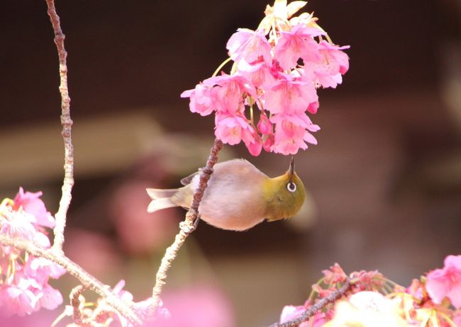 例年なら満開の河津桜も、本年は寒さのせいでまだ３本しか咲いていませんでした。休みを取っての旅行ですので延期は出来ません。悔しいので伊豆市土肥（とい）地区の土肥桜見学へ行きました。戸田（へだ）のタカアシガニは見るだけ。箱根旧街道「甘酒茶屋」で一杯！箱根関所資料館は時間切れ閉館。雪は降るし、各所で事故に合った車を見かけました。予定した見学場所は断念が多く、寒い伊豆でした。懲りずに又行こう。写真は伊豆市土肥の万福寺「土肥桜」です。