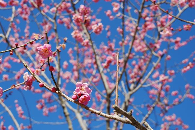 青春18きっぷを利用し、佐倉で佐倉城〜水戸の梅を見に行ってきました。