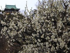 【2012春】 開花がかなり遅れています　「大阪城・梅林」　