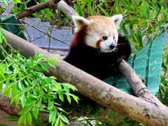 北米Ｒｅｄ Ｐａｎｄａ紀行　Ｓａｎ Ｄｉｅｇｏ Ｚｏｏ　北米でもレッサーパンダはＳｏ Ｃｕｔｅ！！　