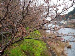 早春の東伊豆・稲取の旅♪　Ｖｏｌ２（第１日目：昼）　☆河津桜は寒波でまだ咲いていない♪