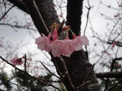 JAL修行～12年1月 沖縄 ＊ひと足お先に桜まつり～