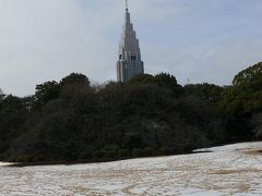 咲き始めたという寒桜確認に新宿御苑へ