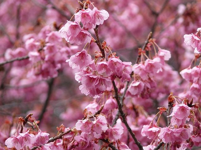 今年3回目の訪問です<br /><br />探しても情報ないのでここは自分で確認するしかないんです<br />都内で一番早くいい状態の桜が見れるところといった感じでいいとこだと思います<br /><br />木は2本しかないので物足りないという方もいるかと思いますがそこは神社にある桜というので理解していただくしかないかと思います<br /><br /><br />やっとそこそこ見れるかなという感じのところまでなりました<br />例年より約1ヶ月遅れです<br /><br />今週末はまだまだ見れそうです<br />