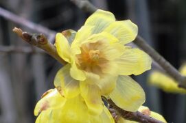 2012早春、今年は遅い梅一輪(2/5)：枝垂梅、クロッカス、ロウバイ、、パンジー