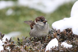 イタリアで観光＆バードウォッチング [2012](3)　ミラノ編（３） 