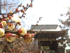 2012冬の京都　梅は咲いたか桜はまだかいな～北野天満宮の梅はちらほら