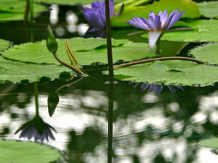 2012 草津市立水生植物公園みずの森