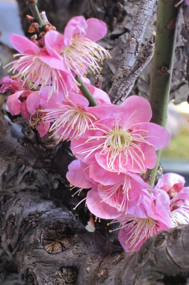 　今年は開花が遅い、名古屋市農業センターの枝垂梅の紹介です。代わりに室内で展示されていた満開の盆梅を紹介します。